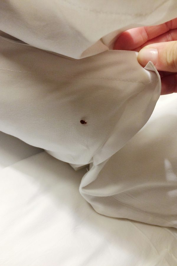 Bed bug under the blanket